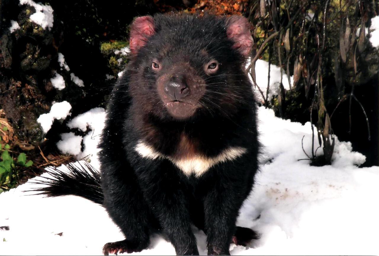 Вилла Wombat Cabin Moina Экстерьер фото