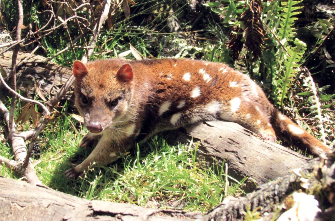 Вилла Wombat Cabin Moina Экстерьер фото