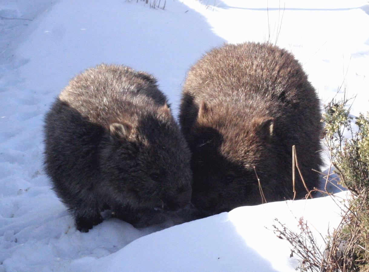 Вилла Wombat Cabin Moina Экстерьер фото