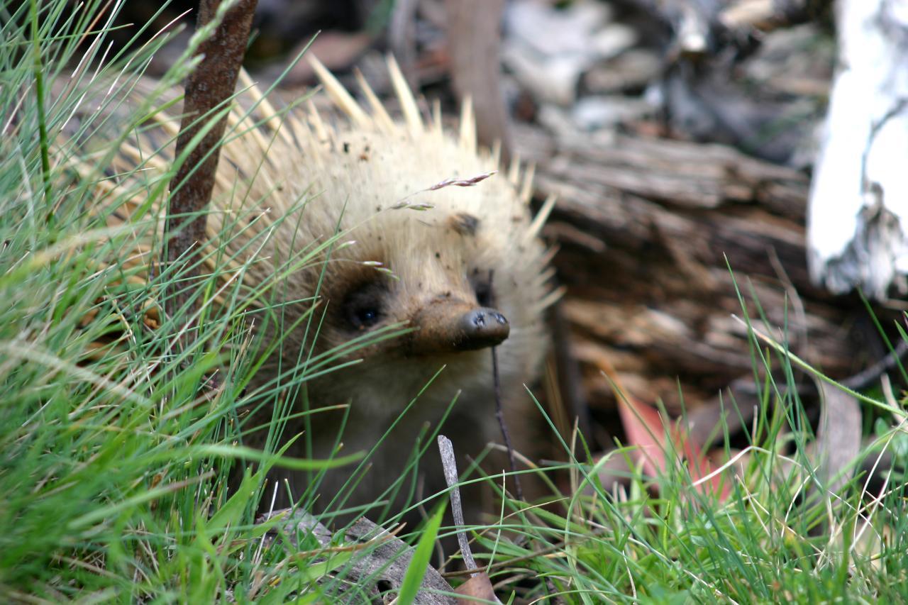Вилла Wombat Cabin Moina Экстерьер фото